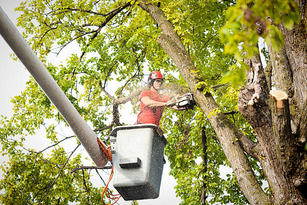 Allen Park, MI Tree Services Company